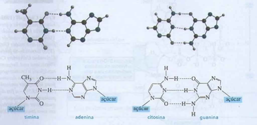 O emparelhamento de bases é ditado pela ligação hidrogênio Para que o DNA não seja clivado