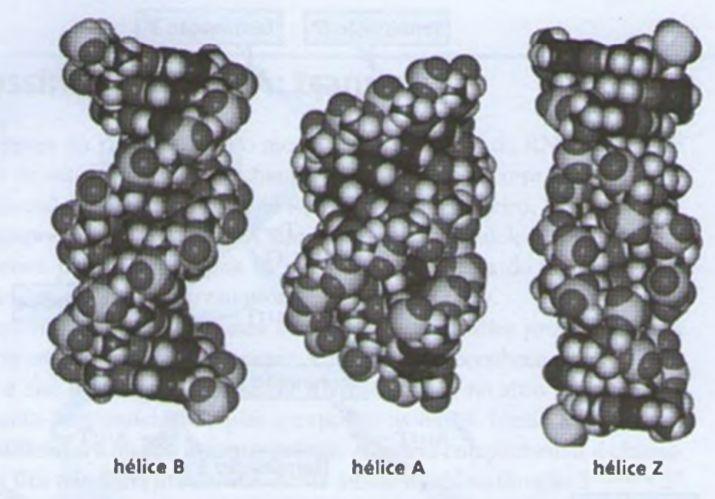 FORMAS HELICOIDAIS DO DNA - Hélice B = forma predominante em solução aquosa.