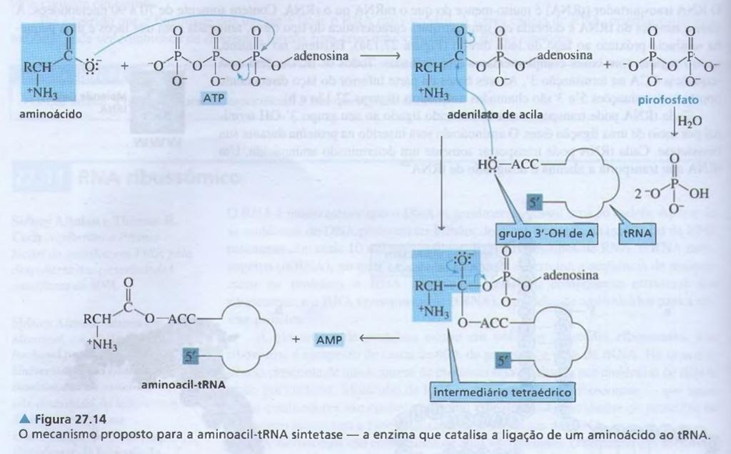 RNAt Os aminoácidos ligam-se ao RNAt com ajuda da enzima aminoacil-trna sintetase O grupo carboxila do aminoácido ataca o alfa-fósforo do ATP, ativando o grupo carboxilato pela formação de um