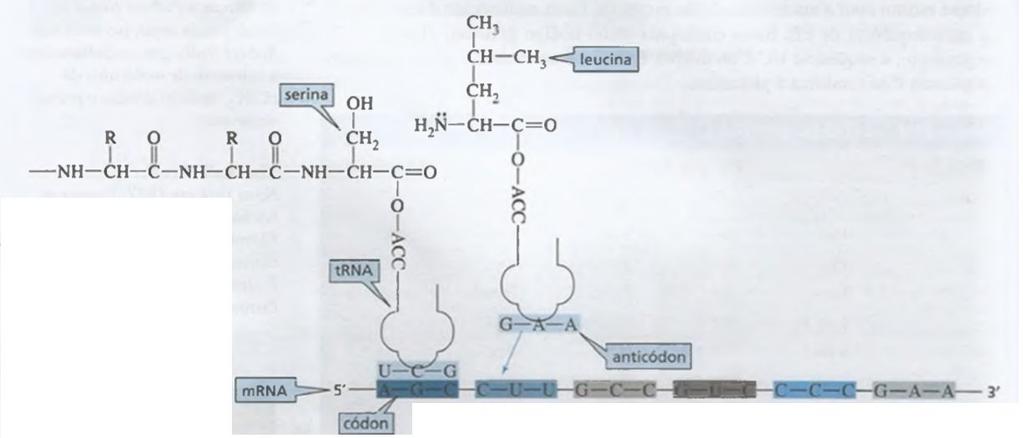 BIOSSÍNTESE DE PROTEÍNA A proteína é sintetizada a partir da terminação N em direção à terminação C pela leitura das bases ao longo da cadeia de mrna na direção 5' > 3'.