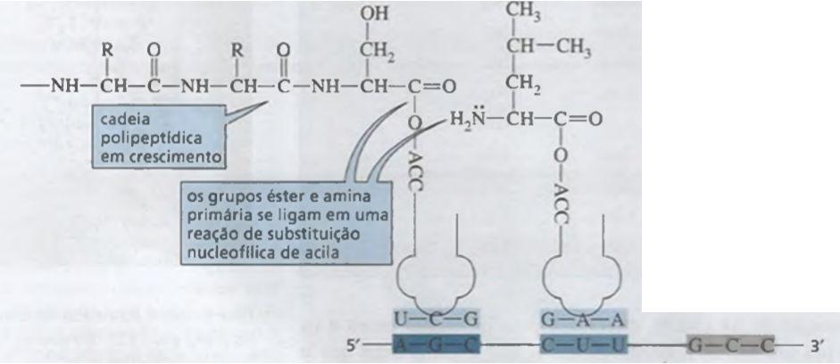 2) Os aminoácidos, então, começam a formar a cadeia peptídica, e os
