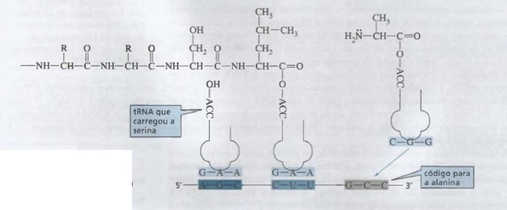 3) Por fim, a cadeia peptídica se forma, e o RNAt