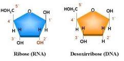 Compõem a estrutura das moléculas de DNA e RNA; São compostos de três estruturas: um grupo fosfato, uma unidade de açúcar (pentose) e uma base nitrogenada;
