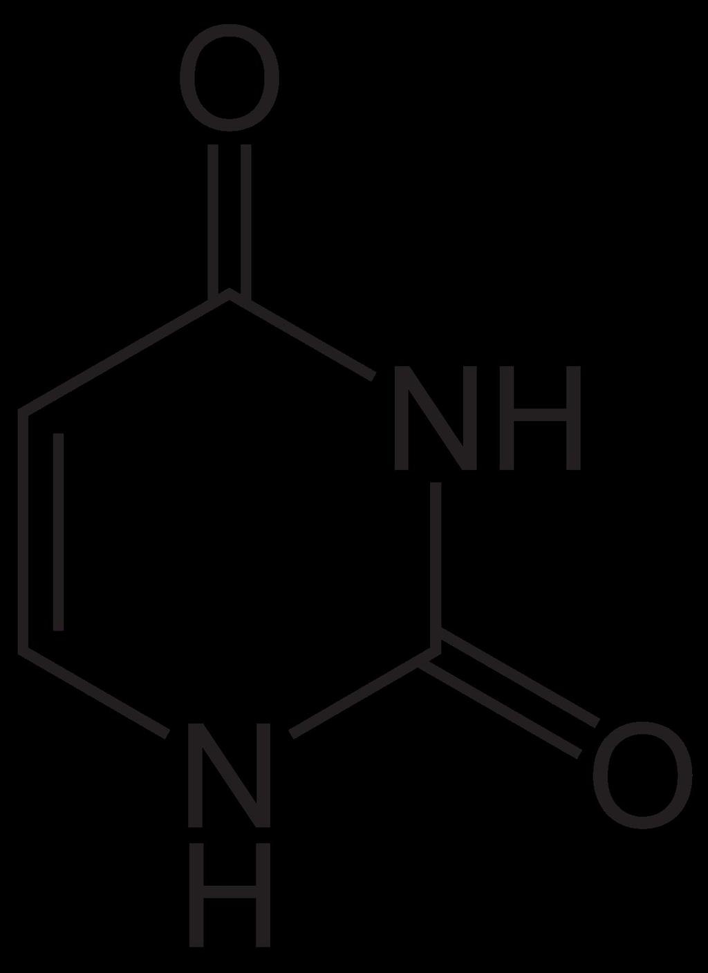 Timina (T) Adenina (A) Uracila (U)
