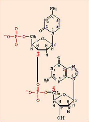 Formação da Cadeia Polimérica Os nucleotídeos se ligam