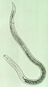 Nematóides Vermes com corpo alongado e cilíndrico;