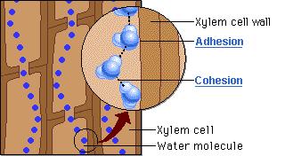 As células dos vasos xilemáticos possuem paredes