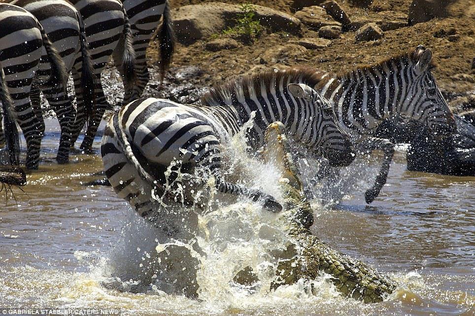 Crocodilos Após capturar um animal, o crocodilo puxa-o para dentro d'agua a fim de