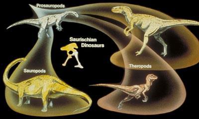 Dinossauros Saurischia Sauropodomorpha Herbívoros