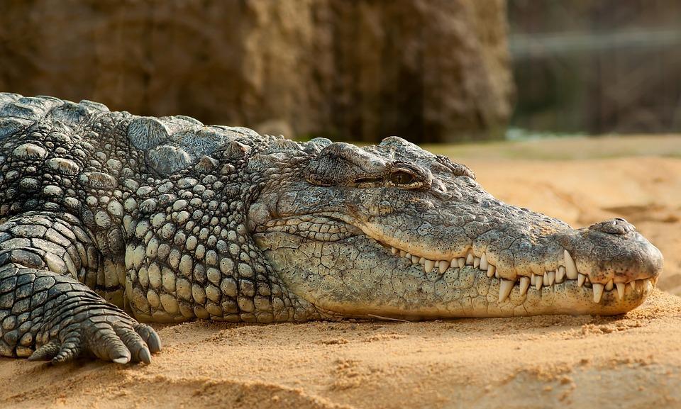 Crocodilo do Nilo Crocodilo X jacaré A diferença mais visível está nos dentes Todos os