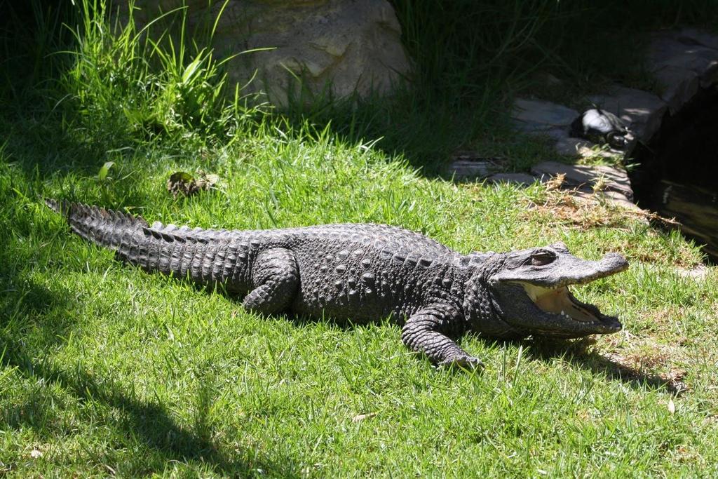 Crocodylia Ectotérmicos Expõem-se ao sol