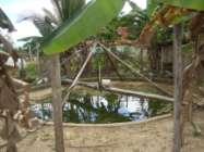 As mandalas na comunidade Santa Luzia do município de Tomé- Açu/ PA são construídas em círculos, cujas estruturas servem para a produção de alimentos e criação de peixes e aves, formados por círculos