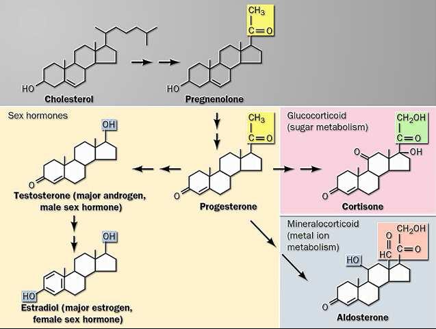 BIOSSÍNTESE DE HORMÔNIOS ESTERÓIDES Figura 4.