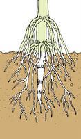 Meristema radicular afetado