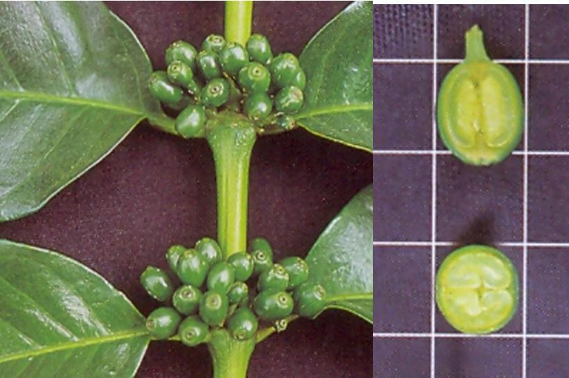 Fases da frutificação Expansão dos frutos Dados CH MS 30,4 (4,5) N 0,7 (7,0) P 0,06 (9,4) K 1,0 (7,7)