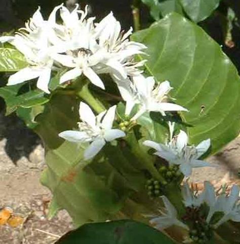 Botões: pré-florada As flores