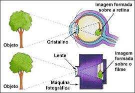 Formação de Imagens O olho humano forma uma imagem invertida da cena em sua retina.