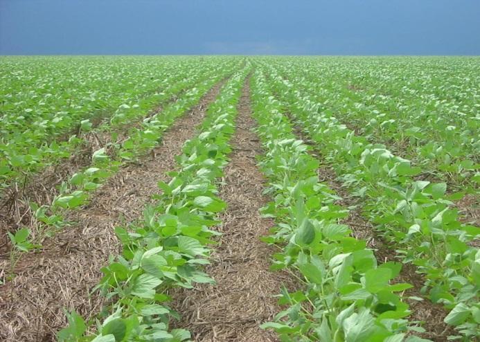 Bahia NT Field Day,