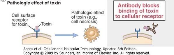Neutralização de toxinas 1- Ação Direta do Anticorpo: Neutralização de Toxinas Sem anticorpo Com anticorpo Efeito Patológico da toxina