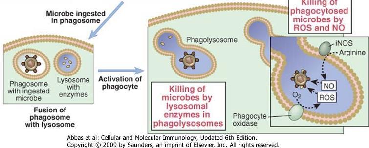 Fagócito Destruição de micróbios fagocitados por ROS e NO Fagolisossomo Fagassomo com micróbio ingerido Lisossomo com enzimas Fusão