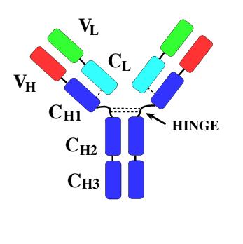 Estrutura básica da molécula de Ig 4 cadeias polipeptídicas 2 cadeias idênticas leves, formadas