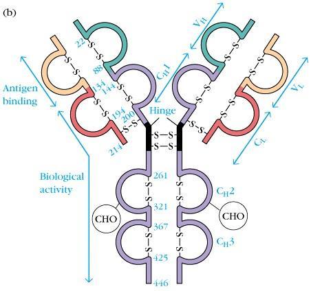 Domínios da molécula de Ig delimitados por pontes S-S