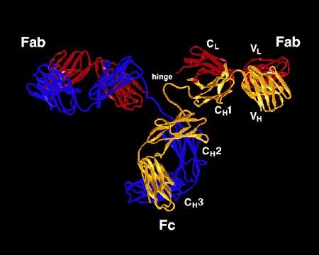 Molécula de anticorpo: representação em fita Cadeias pesadas: amarela e azul