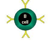 Reconhecimento de antígeno por linfócitos B: Ig de membrana ou BCR