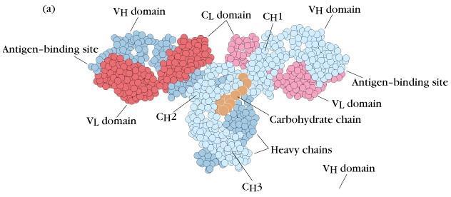 Sítio de ligação com o antígeno Domínio VH Domínio VL Domínio CL Domínio VH Domínio VL Cadeia de