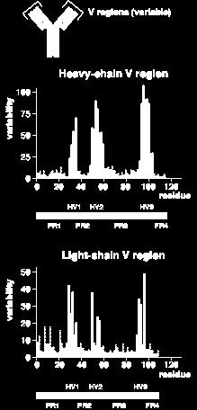 Domínios variáveis domínio V da cadeia pesada Análise da variabilidade dos resíduos de aminoácidos nos domínios VH e VL de Igs humanas de diferentes