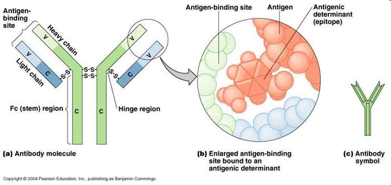 A interação do anticorpo com o antígeno Sitio de ligação ag Antígeno Epitopo