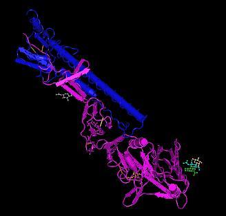 Antígenos variam em tamanho e complexidade Proteína: Hemaglutinina do