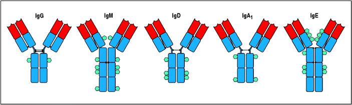 Isotipos e subtipos de Igs - Número e localização de pontes de dissulfeto na região constante; - Número de cadeias de oligossacarídeos ligados; - Número