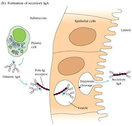 dimérica Receptor poli Ig Clivagem endocítica IgA