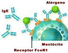 IgE A IgE interage com receptores para Fc de IgE (FceRI) expressos em mastócitos e