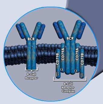 IgD: receptor de antígeno da célula B