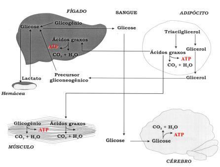 METABOLISMO