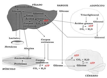 Slide 34 METABOLISMO INANIÇÃO TOTAL A LONGO