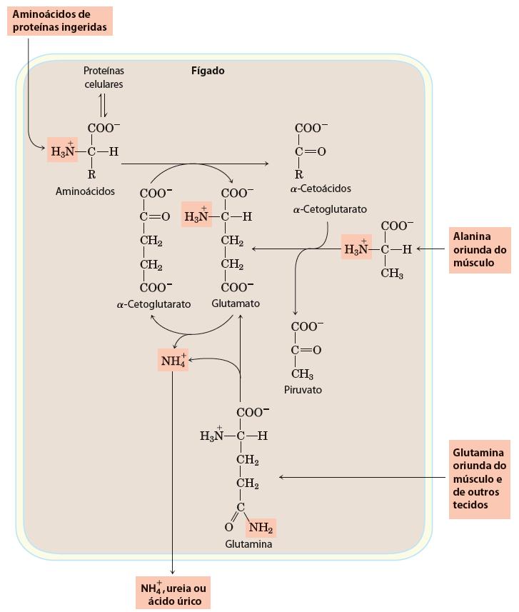 A maioria dos aminoácidos é metabolizado no fígado. O N 2 é abundante na atmosfera mas muito inerte para ser usado na maioria dos processos bioquímicos.