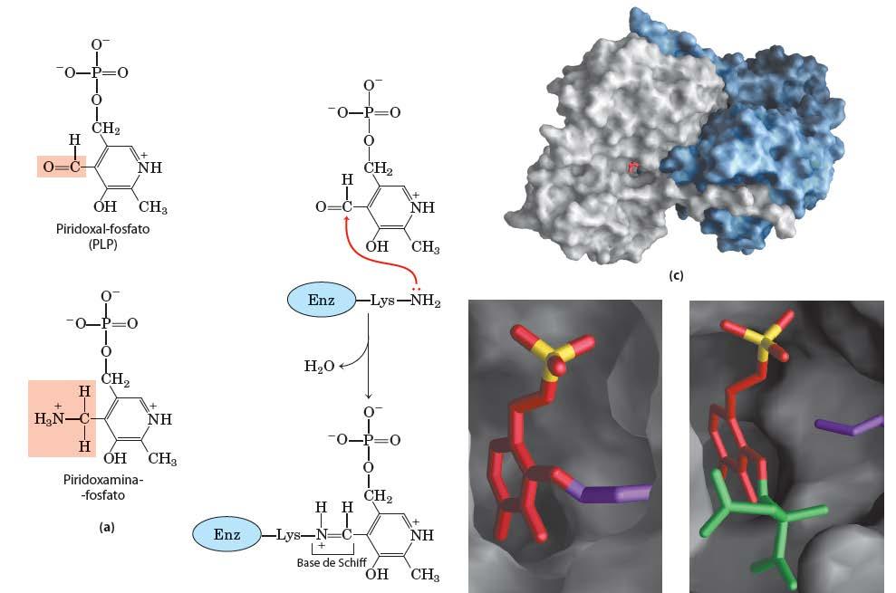 As Aminotransferases Reações de transaminação Transaminases específicas para cada aminoácido - Dependem de Pirodoxal-Pi PLP (vitamina B6 = pirodoxina) - Sofre transformações reversíveis entre as