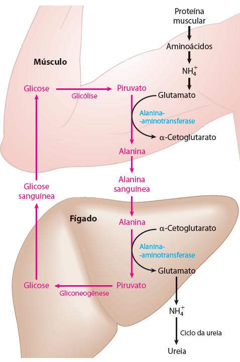 O papel de Ala, Gln e Glu Ciclo da Glicose-Alanina Ala atua como um transportador da NH 3 e piruvato do músculo (em atividade anaeróbica) até o fígado.