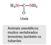 reacional Amônia, aminoácidos e nucleotídeos são utilizados de forma econômica pela maioria dos
