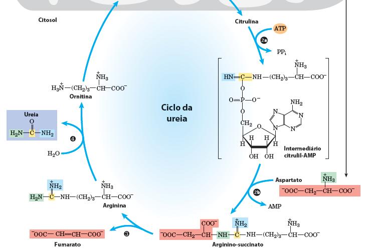 de pirimidinas no citoplasma Fase citoplasmática 1) Ornitina-transcabamoilase 2) Arginino-succinato-sintetase -Une Asp (oriundo da AST) com citrulina