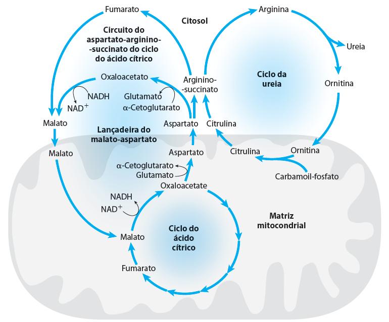 O bi-ciclo de Krebs Interconexão do Ciclo da ureia e de Krebs Fumarato é metabólito comum em ambos os ciclos Depende de transporte de intermediários comuns entre mitocôndria e citoplasma Trocadores