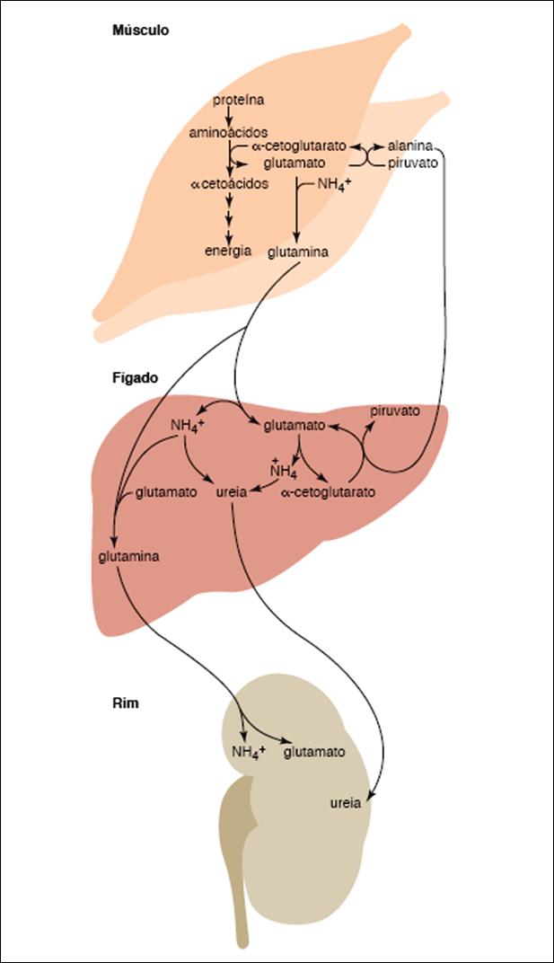 VISÃO GERAL do metabolismo de NH 3 Principais vias do transporte de nitrogênio entre órgãos, após proteólise muscular Aminoácidos oriundos de proteólise intracelular ou da digestão - Grupo NH 3 é
