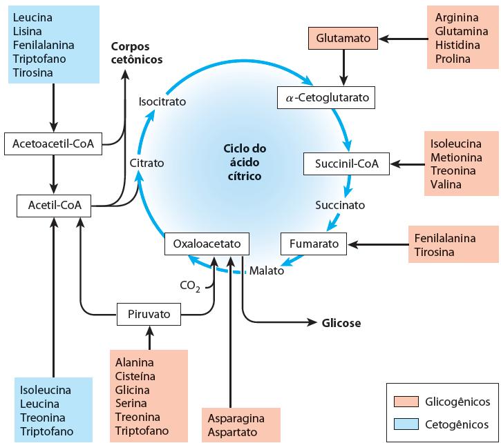 O destino do esqueleto de C de Aminoácidos Aminoácidos cetogênicos -