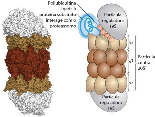 Principais alvos da via ubiquitina-proteossoma Proteínas velhas Proteínas mutantes Proteínas enoveladas erroneamente ou desnaturadas Reguladores de processos bioquímicos (proliferação, diferenciação,