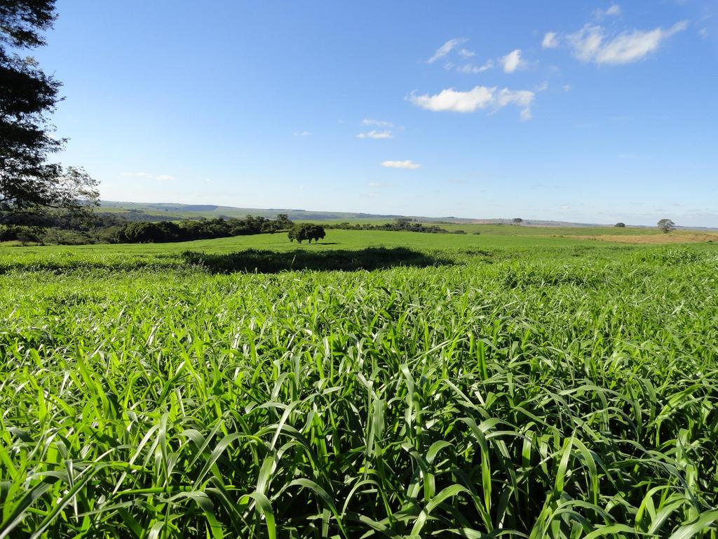 Maio/2013 Maior produção de forragem na entressafra Fazenda