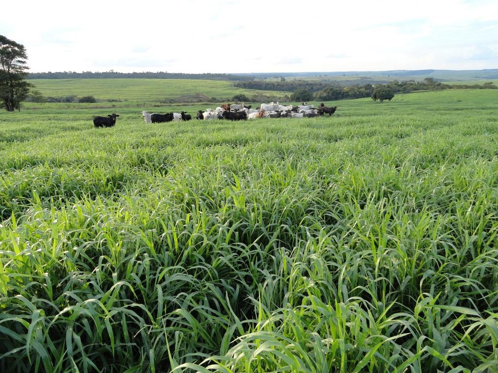 Fazenda Alvorada - Cruzeiro do Oeste PR