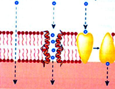 II. Transporte através de membranas Difusão através de lipídeos